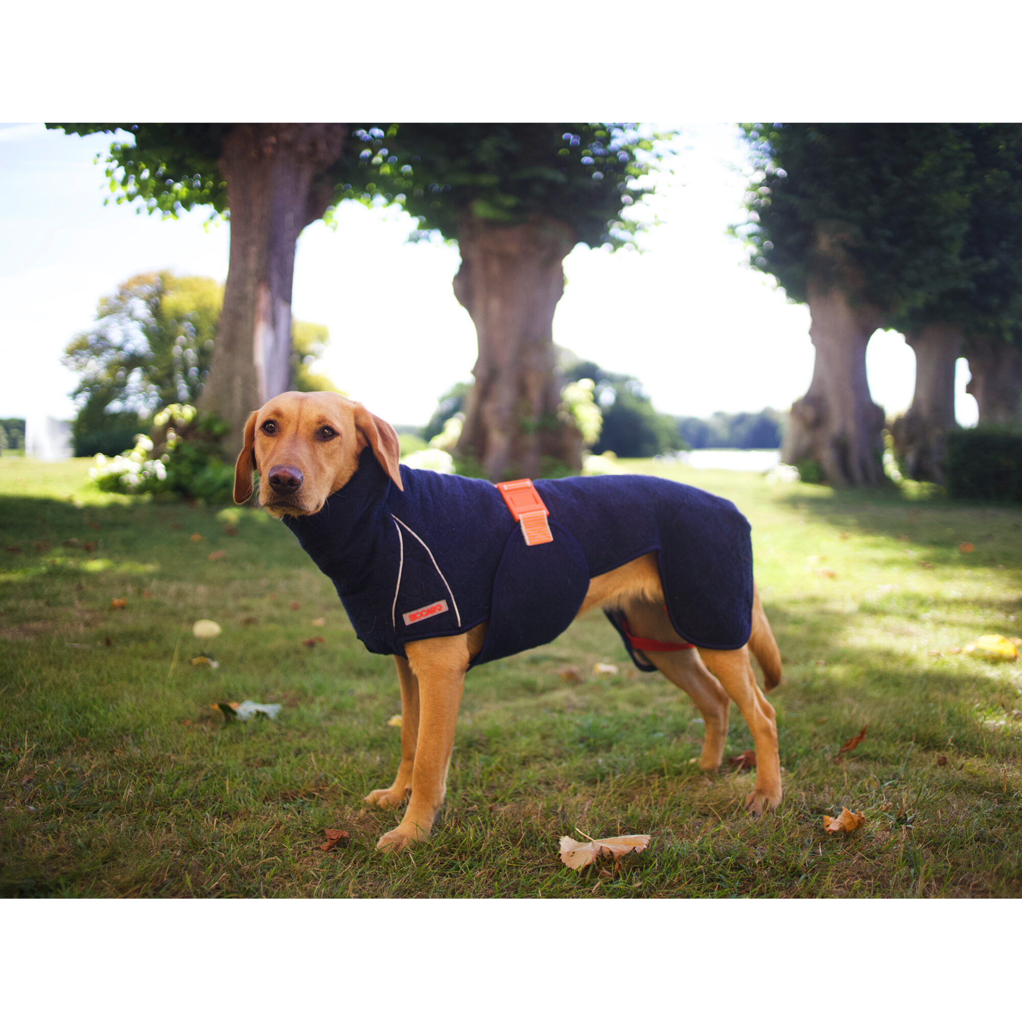 Siccaro WetDog SupremePro 2.0