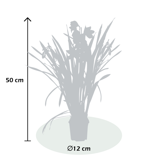 Orchidée Cymbidium nain rose 3 tiges - pot D12cm