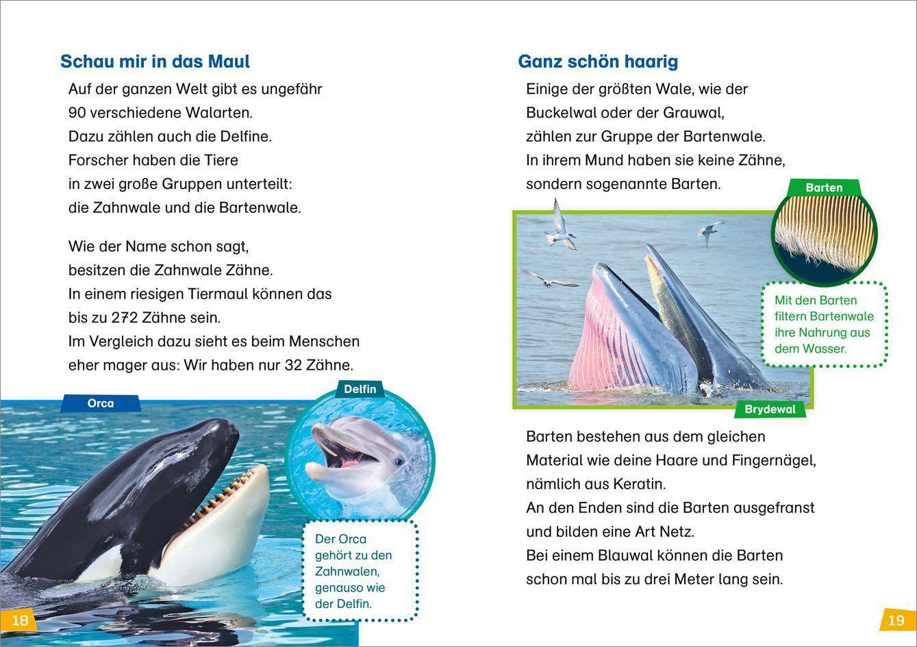 Wale und Delfine / WAS IST WAS Erstes Lesen Bd.1