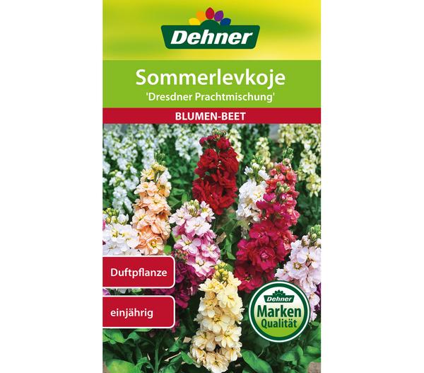 Dehner Samen Sommerlevkoje 'Dresdner