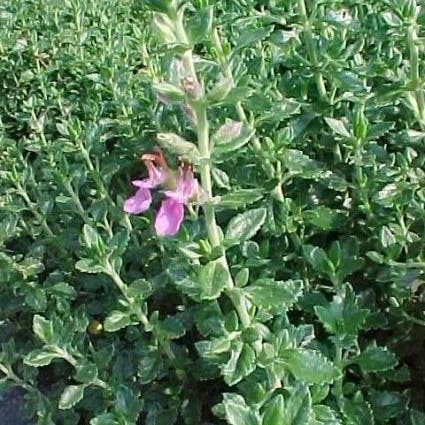 Gamander (Teucrium lucidrys) D 9 H 10 cm