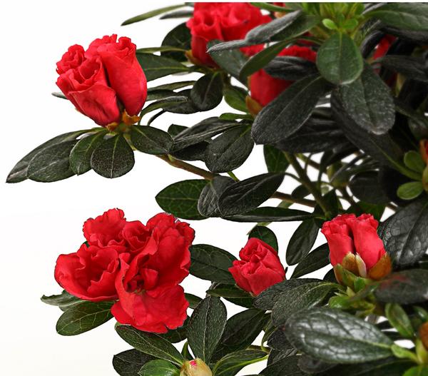 Zimmerazalee - Rhododendron simsii 'Scherrer'