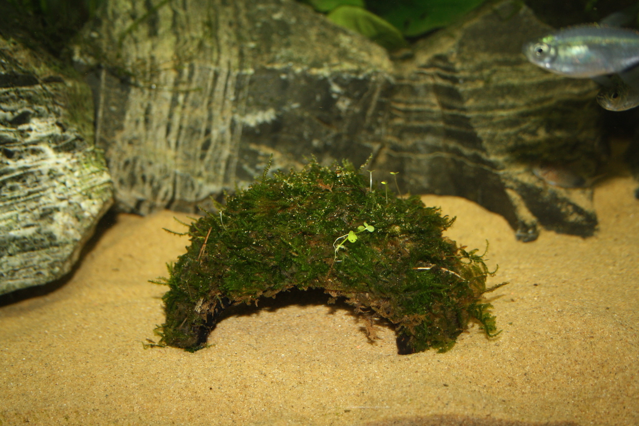 AquastoreXL Plantenpakket Garnalen 1