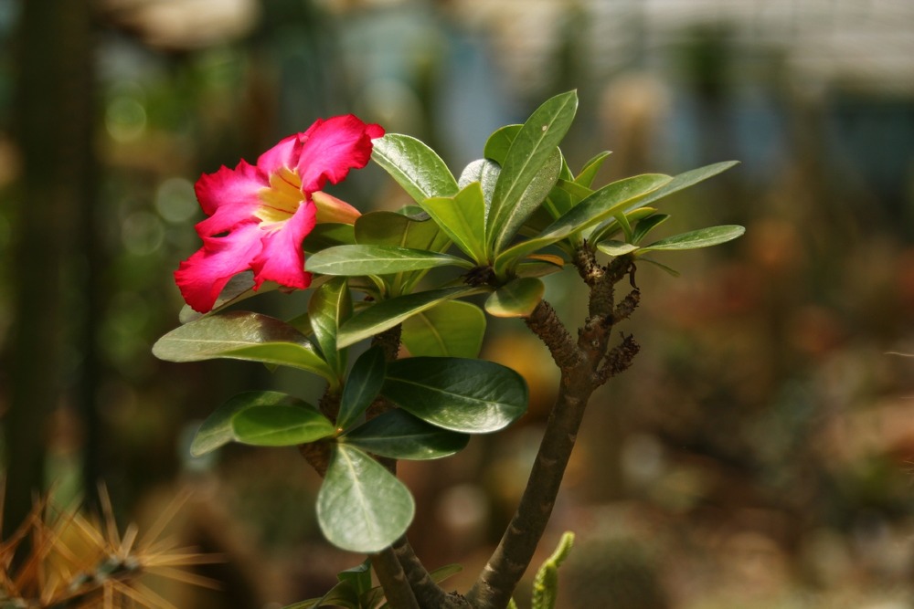 Jardin dans le sac - rose du désert - 8 graines - adenium obesum
