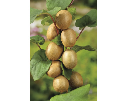 Biologische Kiwi Espalier 2 soorten FloraSelf Biologische Kiwi Jenny (zelfbestuivend) en Tomuri (mannelijk)