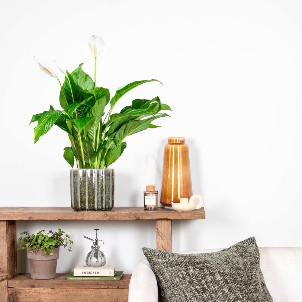 Spathiphyllum bingo cupido - peace lily - plante d'intérieur - purificateur d'air ⌀17 cm⌀65-75 cm
