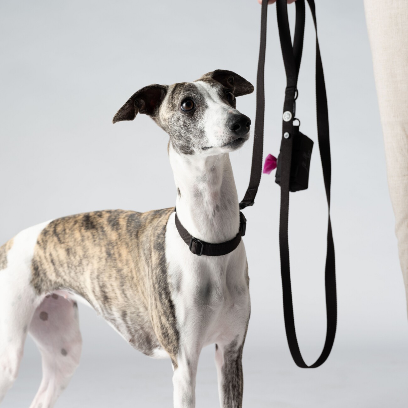 Barkalot Hundehalsband-Auslaufset schwarz S