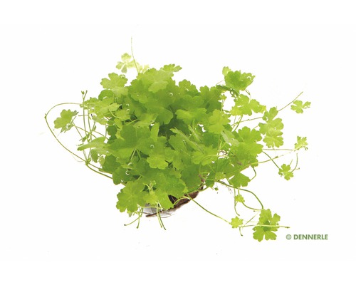 Klavertjevier - Hydrocotyle tripartita