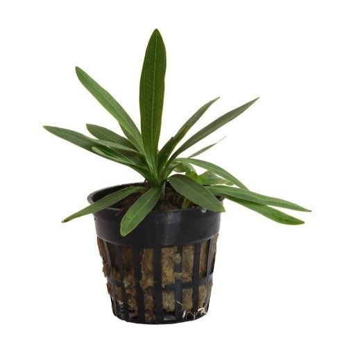 Planta Echinodorus Uruguayanensis para aquários