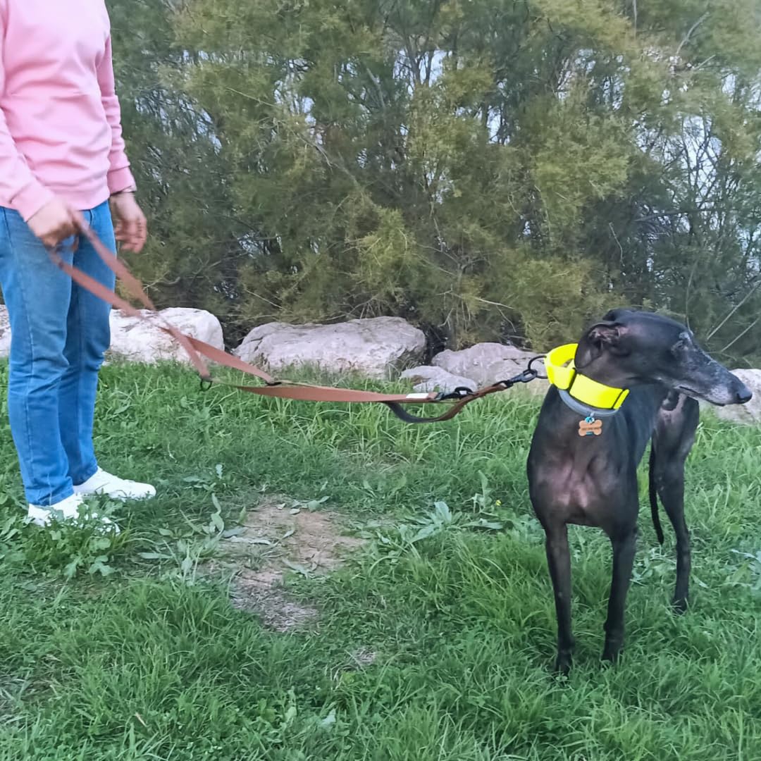 Guia para cães EGV com múltiplas posições e alça dupla de neoprene. Guia para cães que permite o uso com as mãos livres, 2,5 metros de comprimento. (Marrom)