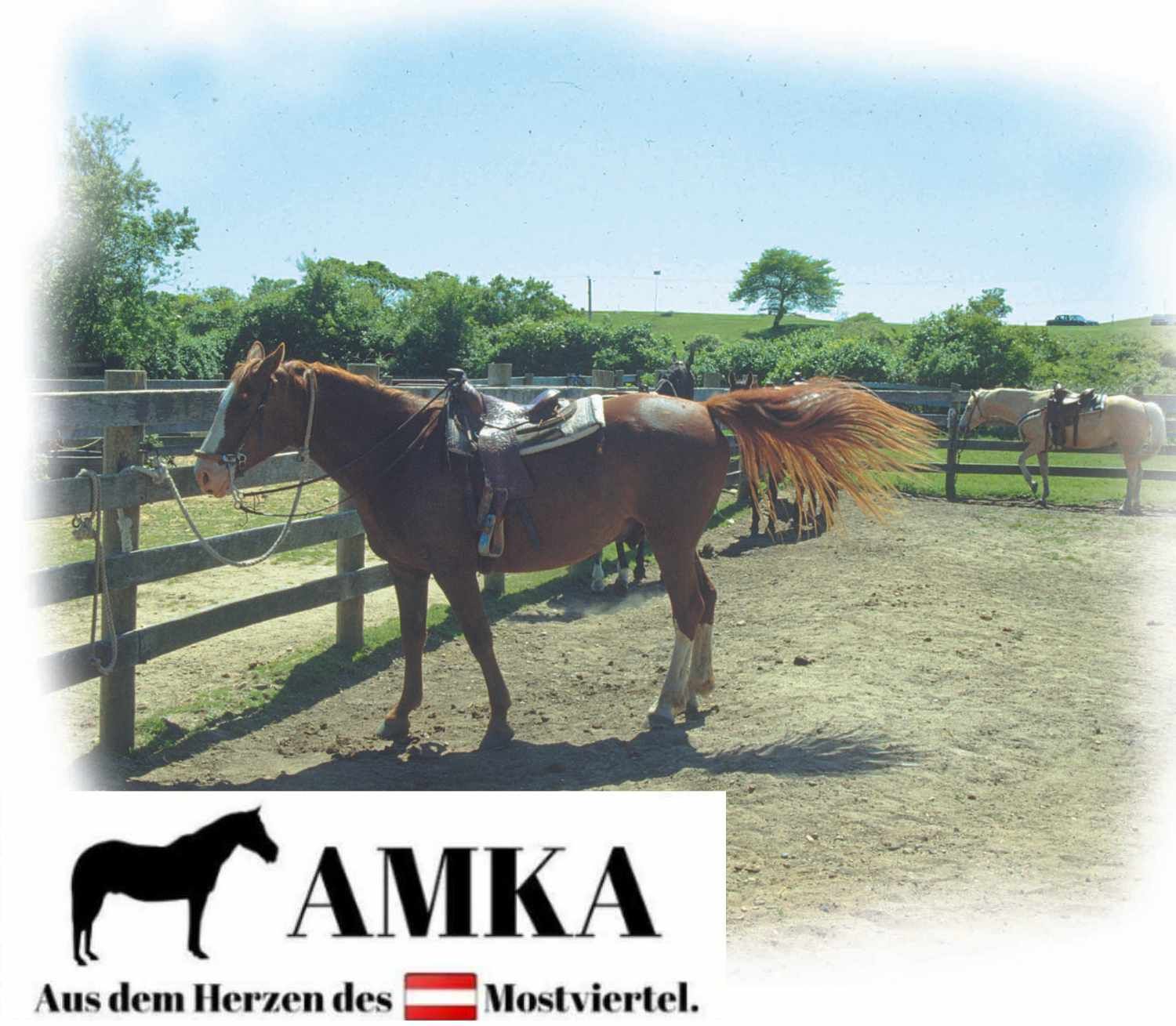 AMKA Westernpad  Pony Sattel