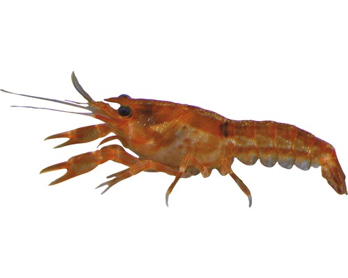 Oranje dwergrivierkreeft - Cambarellus patzcuarensis