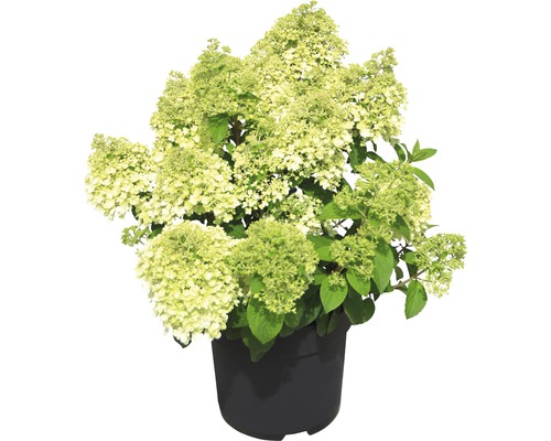 Pluimhortensia FloraSelf Hydrangea paniculata 'Bobo'® H 50-60 cm Co 6 L