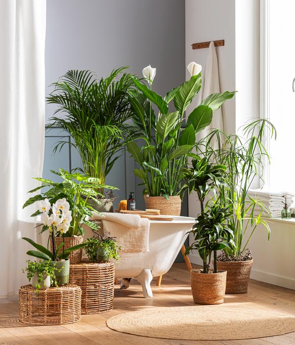 Zimmerpflanzen-Set Badezimmer, 3-teilig