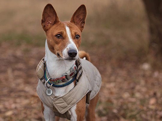 Spotted! Pro Tag | Dog Cat - Small | 11327.1