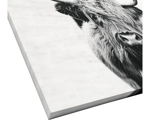 Giclée canvas schilderij Scott Highland Cattle II 80x80 cm