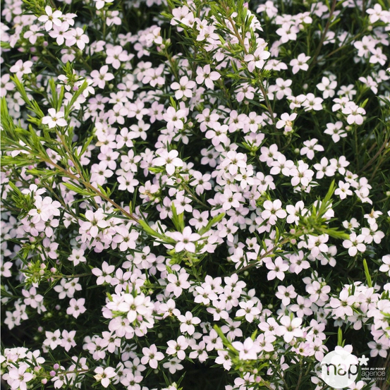 Diosma hirsuta ' Pink Fontaine ' : ctr 3 litres