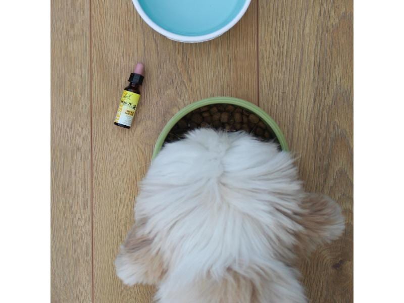 Rescue Tropfen Pets Bachblüten für Tiere 10 ml Bachblüten Tropfen für Tiere