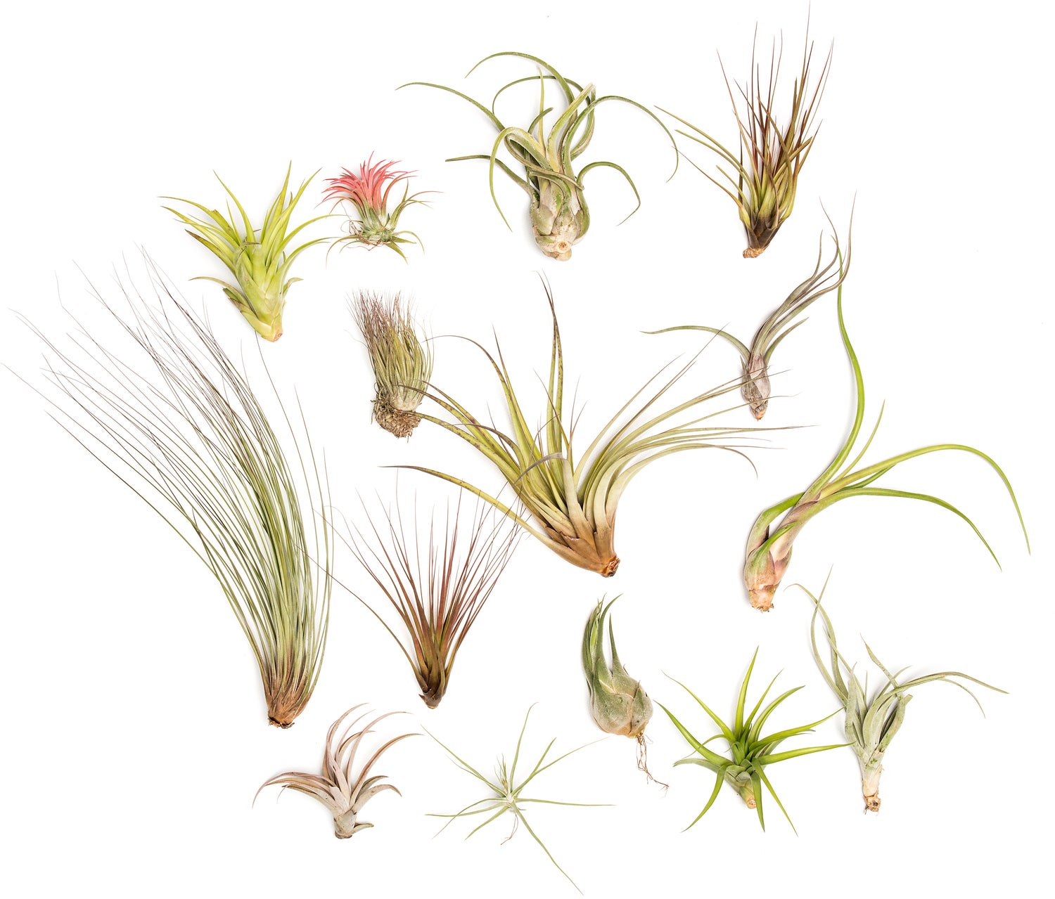 Tillandsia