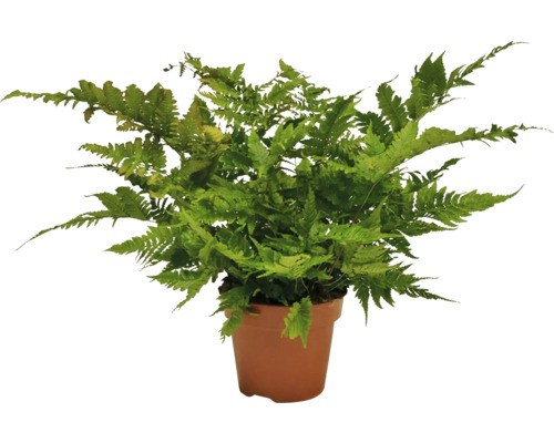 FloraSelf varenmix, pot Ø 26 cm, 35-jarig jubileumeditie, gesorteerd, willekeurige selectie van soorten