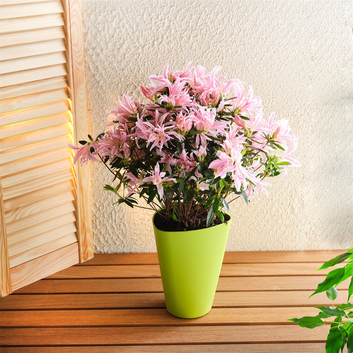 Pot de fleurs