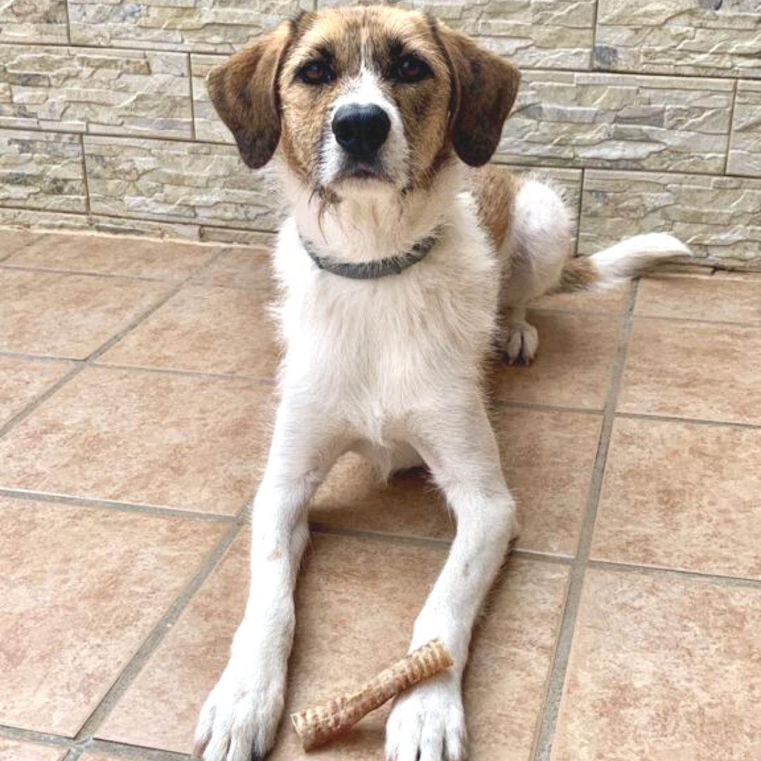 GLE PETS Traqueias bovinas desidratadas, petiscos naturais para cães