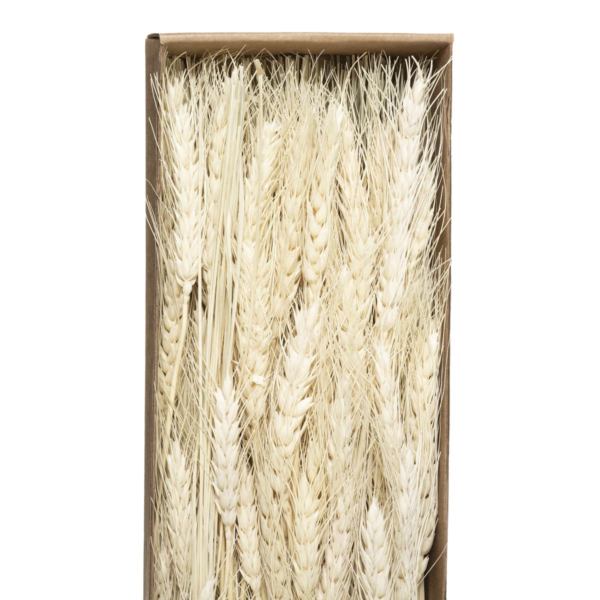 BOUQUET SECHE NATUREL KRAFT H.60CM
