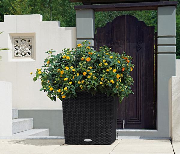LECHUZA® Kunststoff-Topf Cube Cottage,