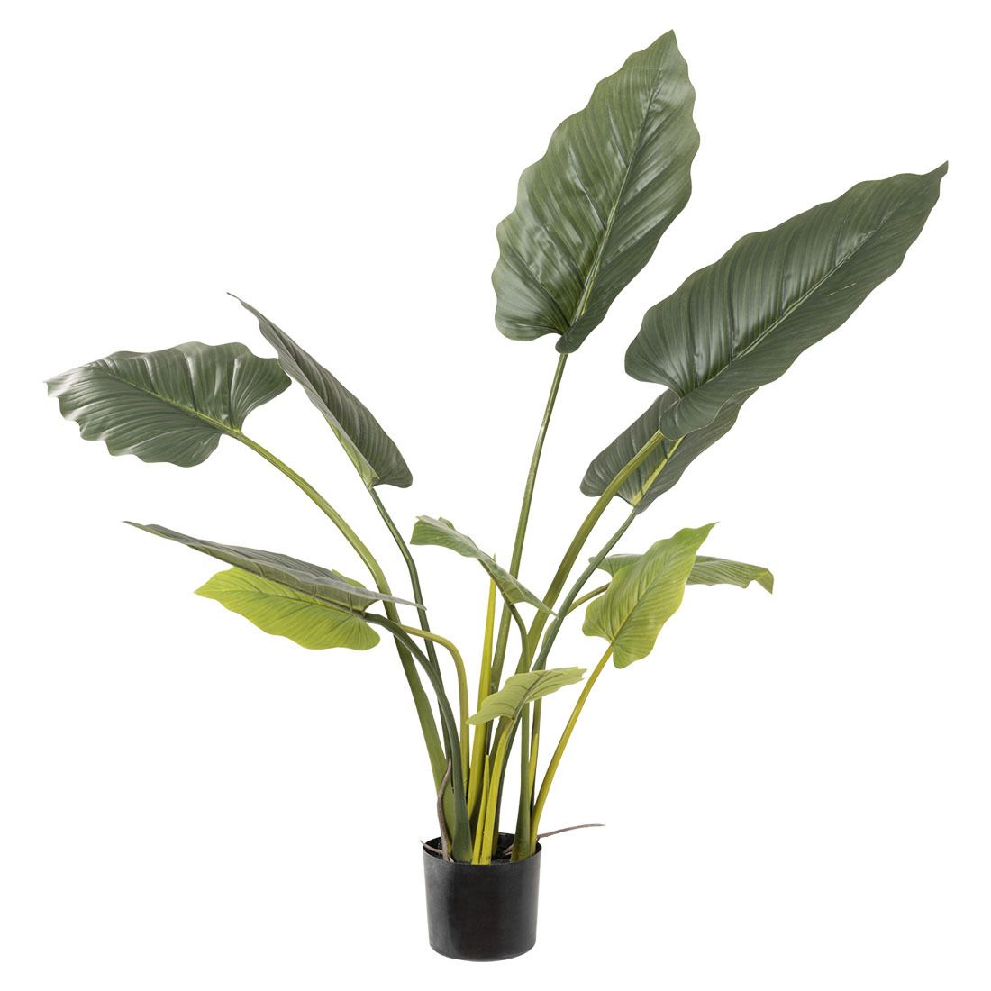 Taro plante