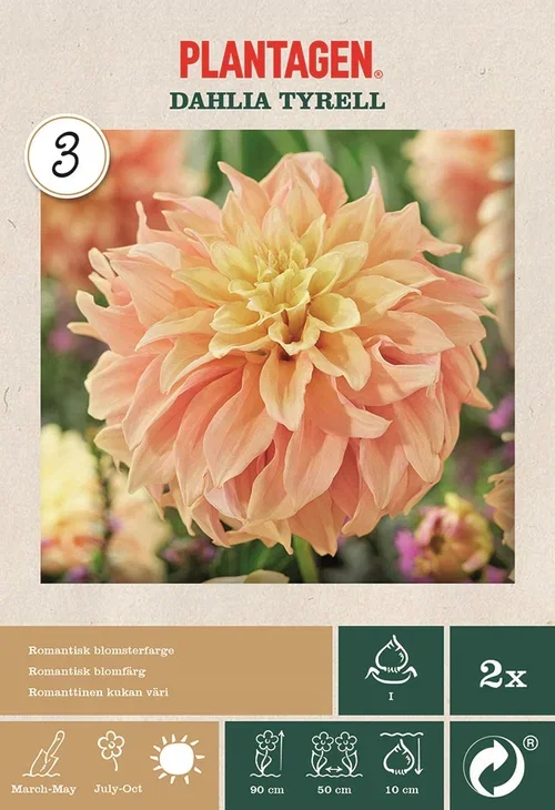 Plantagen Georgine 'Tyrell' 2 pk