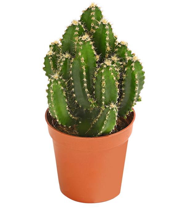 Felsenkaktus - Cereus repandus/Cereus