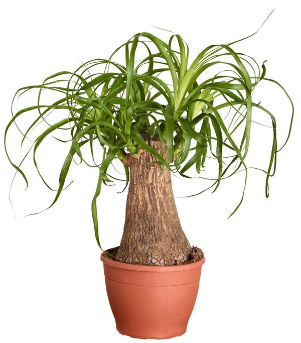 Elefantenfuß - Beaucarnea recurvata