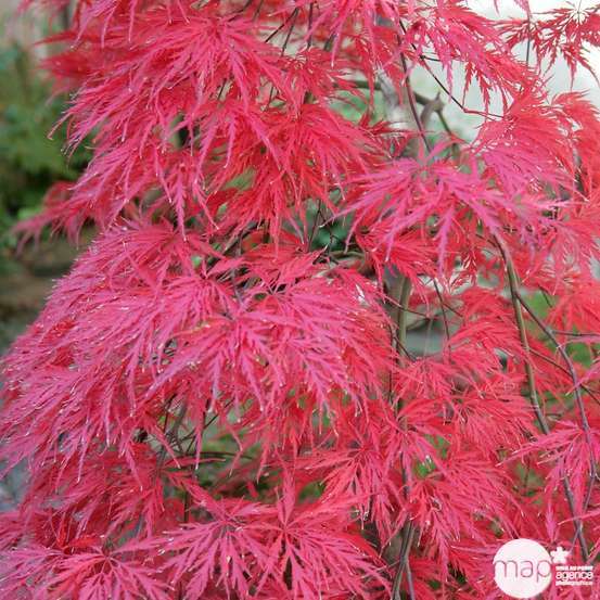 Acer palmatum dissectum : arbuste, ctr 4L, 50/60 cm