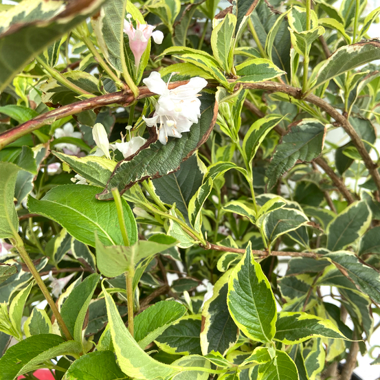 Weigelia florida 'Nana Variegata' Pot 15L