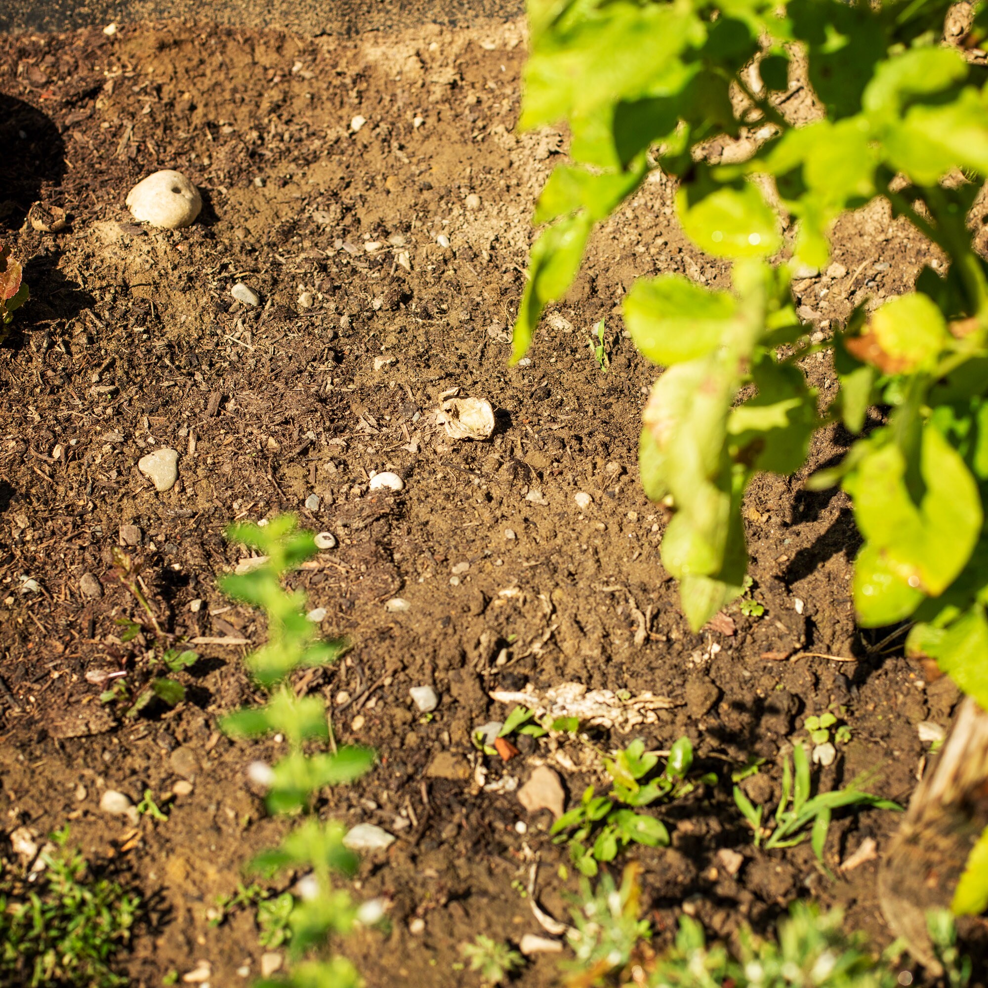 UPP Gartenfräse 2 in 1
