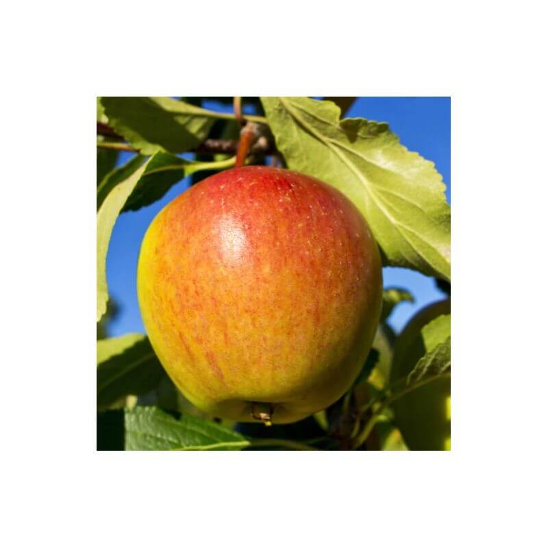 Pommier 'cox orange' - scion de 80 à 100cm