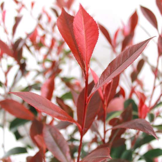 Photinia 