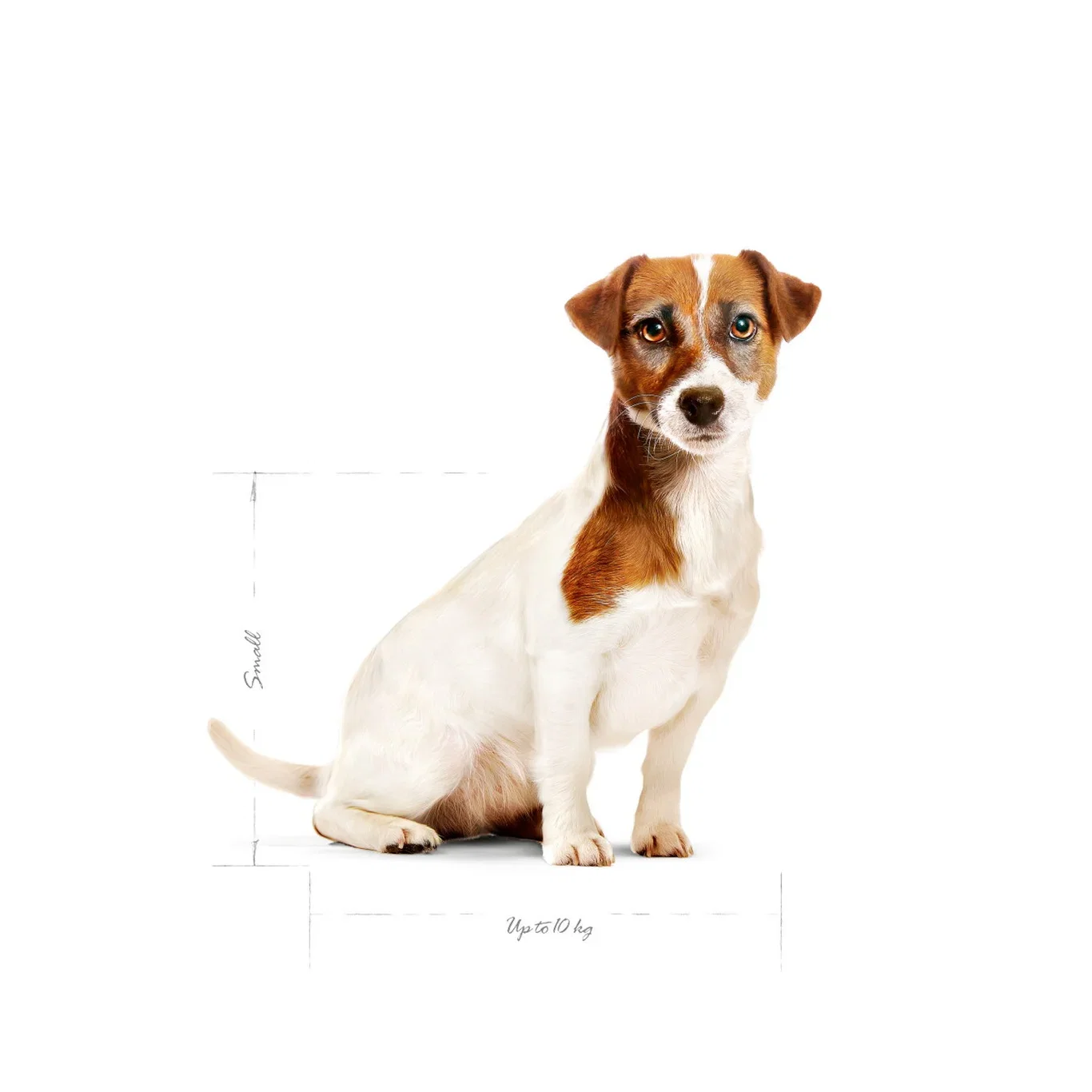 Royal Canin Royal Canin Mini Adult 8 8 kg