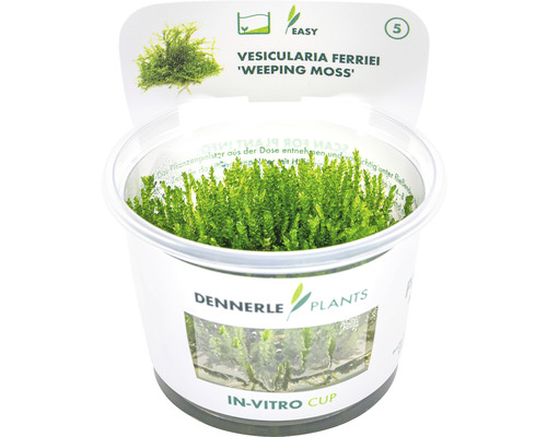 Slaapmos - Vesicularia ferriei In-Vitro