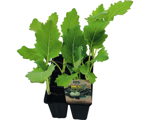 Biologische groene koolrabi FloraSelf Biologische Brassica oleracea 6-pack tray