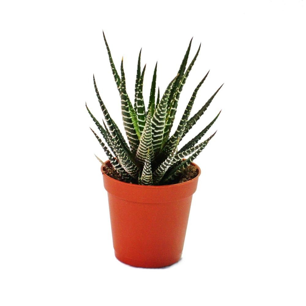 Haworthia fasciata - zebra-haworthie - dans un pot de 8,5cm