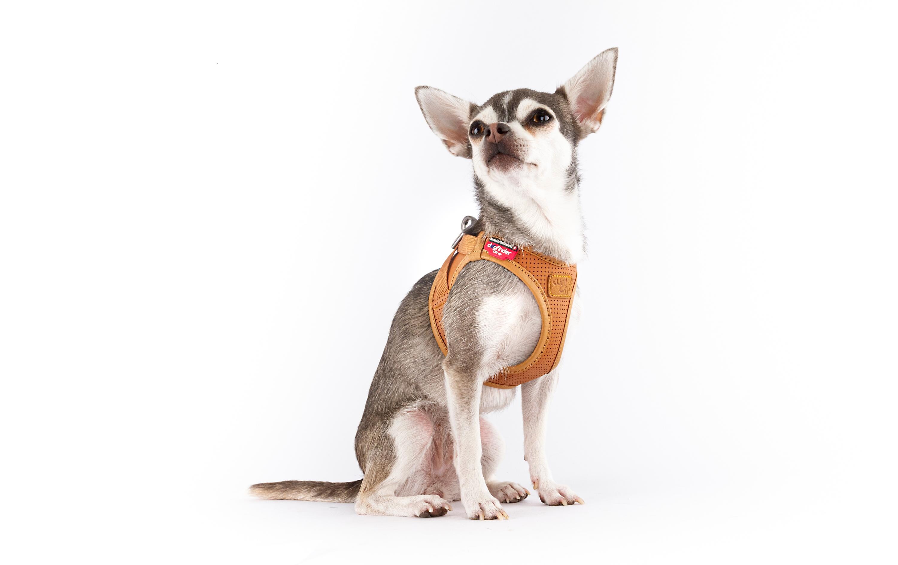 Geschirr Apfelleder, 2XS, BraunHundegeschirr