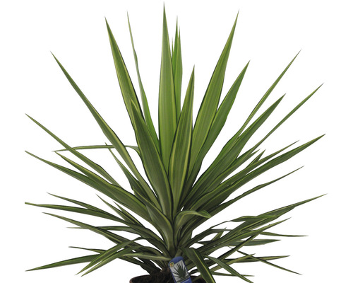 Palmlelie Yucca elephantipes 'Jewel' H 30-40 cm Ø 20 cm pot