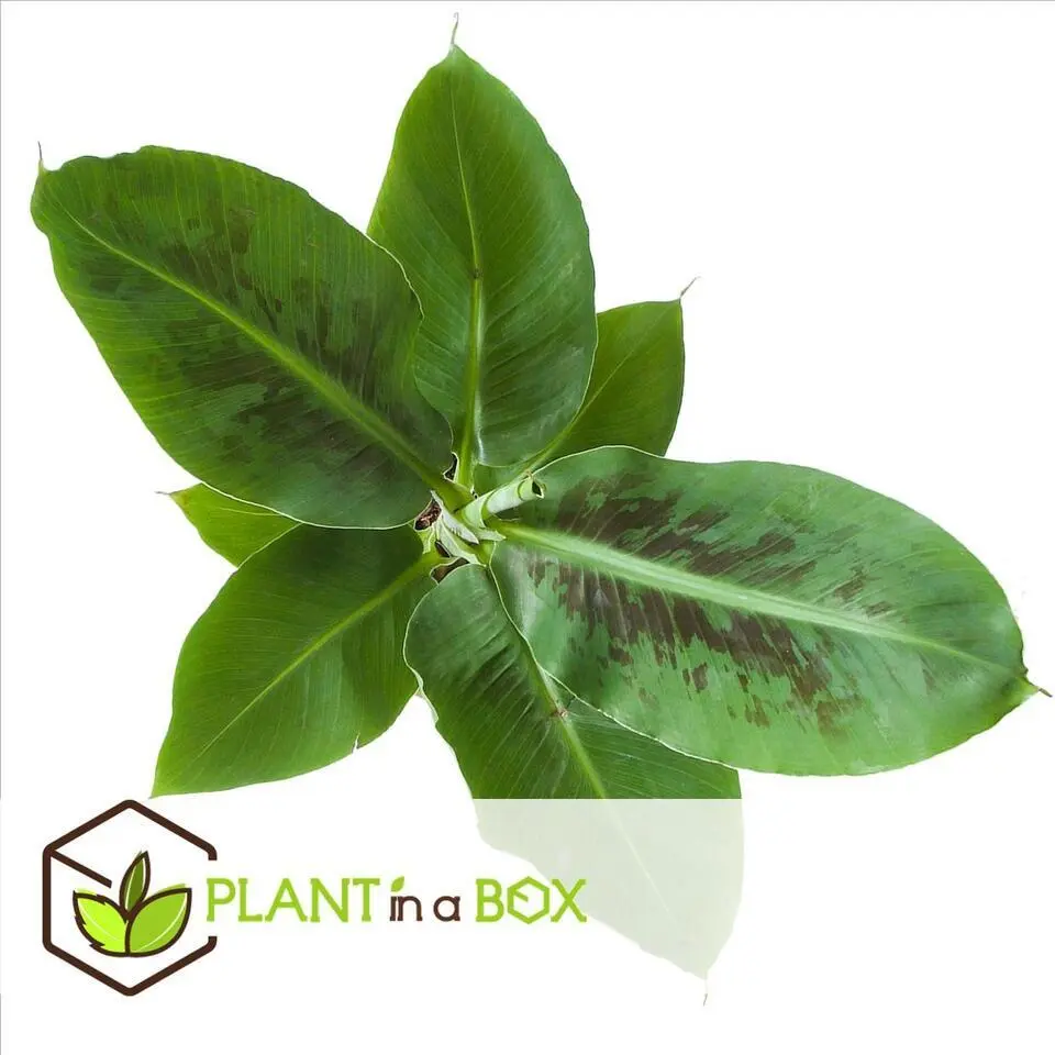 Kamerplantenset - Set van 4 - Hoogte 25-40cm - ⌀12cm