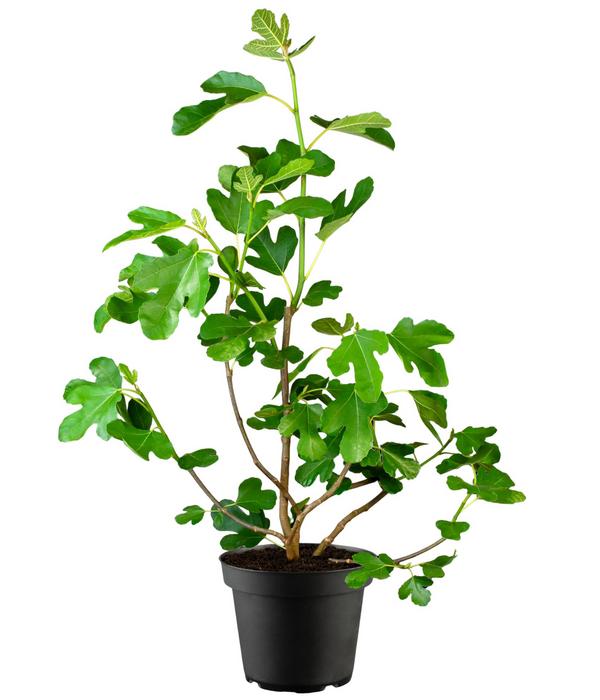 Feige 'Firoma'®