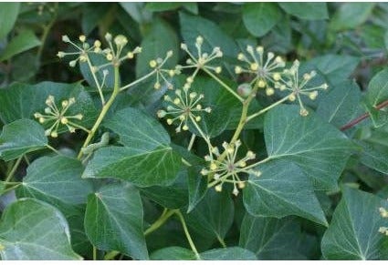 Struikklimop (Hedera helix 'Arborescens') H 20-25 cm
