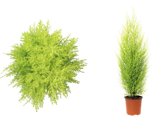 Kamercipres FloraSelf Cupressus macrocarpa 'Goldcrest Wilma' H ca. 50 cm Ø 14 cm pot geelgroen en geurende naalden