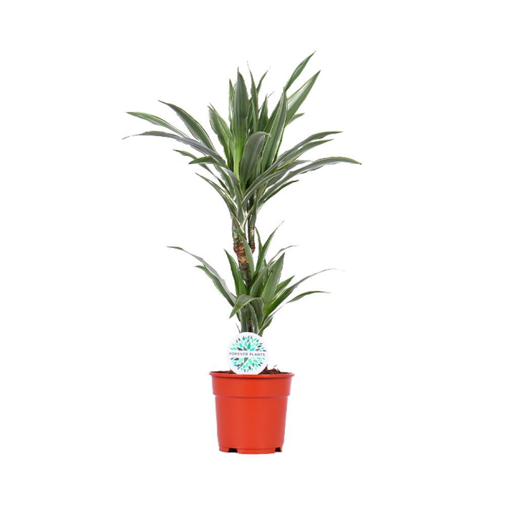Plante d'intérieur - dracaena 'warneckei' 65.0cm