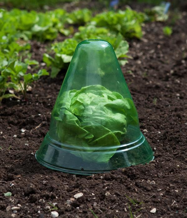 Windhager Pflanzenhut, Ø24 cm, 10 Stk.