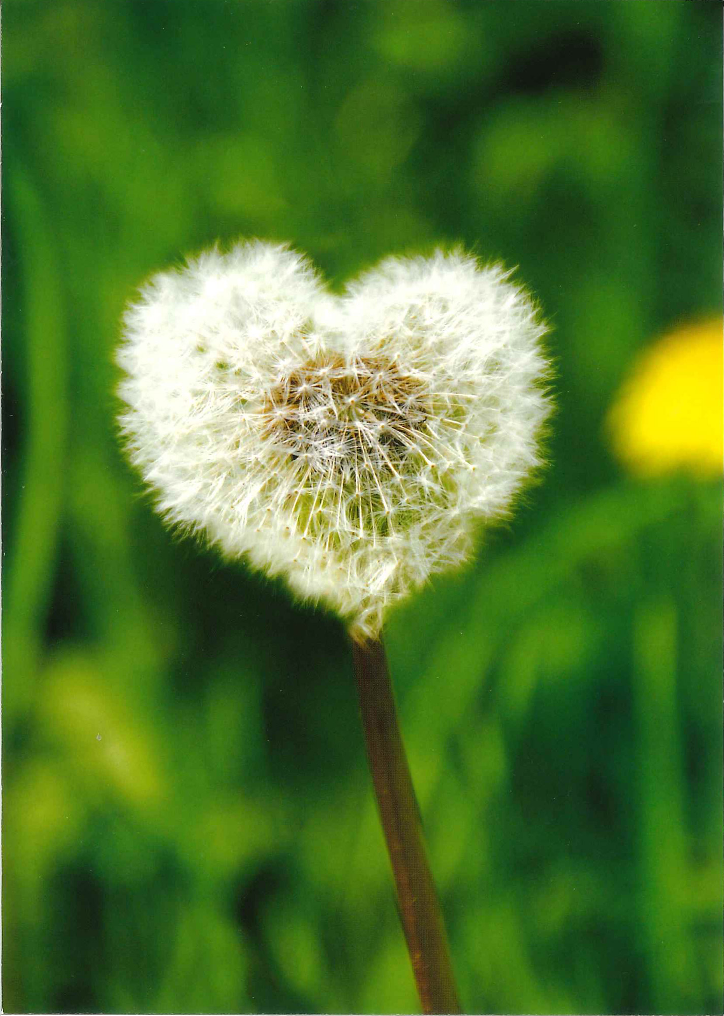 Postkarte 'Pusteblume' günstig bestellen